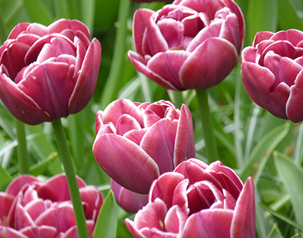 Tulip Dream Touch Variety ( Whole tulip ) 3 bulbs