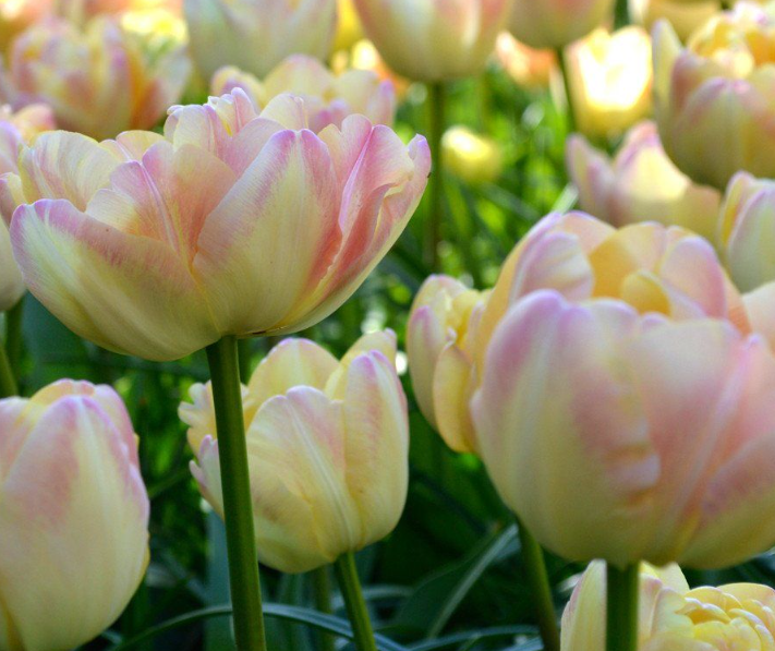 Tulip Montreux Variety ( Whole tulip ) 3 bulbs