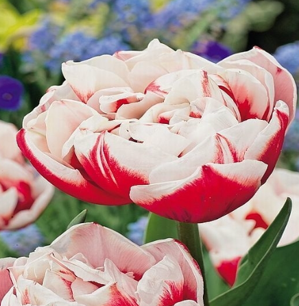 Tulip Wirosa Variety ( Whole tulip ) 3 bulbs