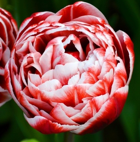 Tulip Drumline Variety ( Whole tulip ) 3 bulbs