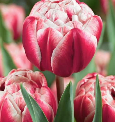 Tulip Drumline Variety ( Whole tulip ) 3 bulbs