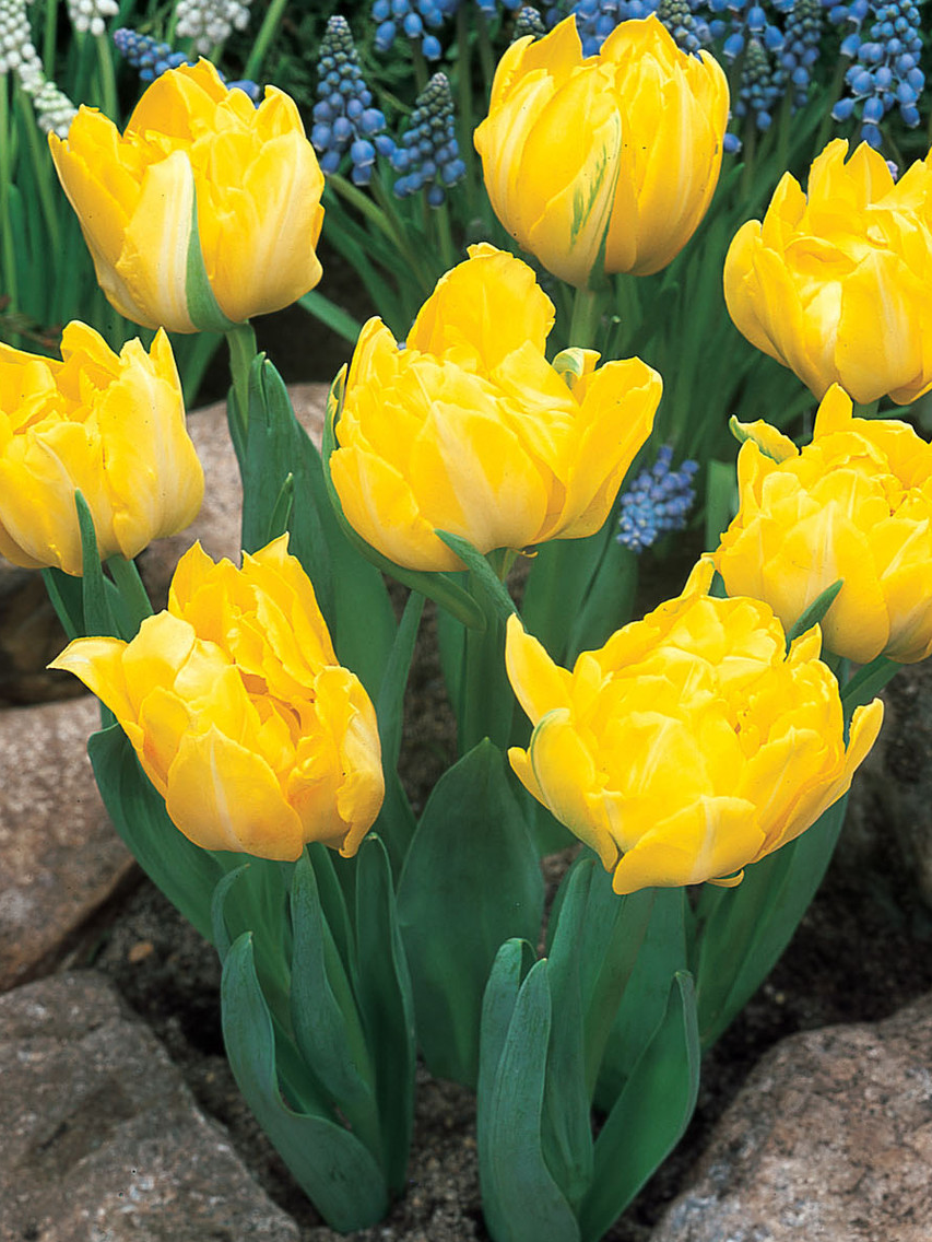 Tulip Monte Carlo Variety ( Whole tulip ) 3 bulbs