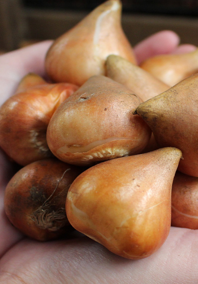 Tulip Valdivia Variety ( Whole tulip ) 3 bulbs