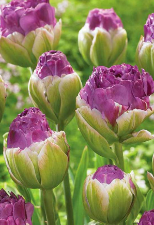 Tulip Exquisit Variety ( Whole tulip ) 3 bulbs