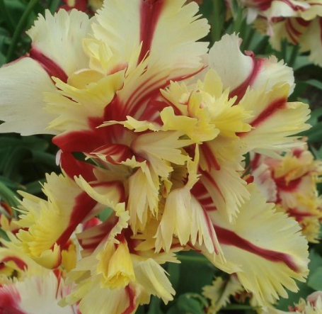 Tulip Double Flaming Parrot Variety ( Whole tulip ) 3 bulbs