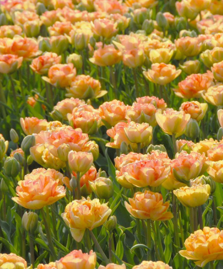 Tulip Charming Lady Variety ( Whole tulip ) 3 bulbs