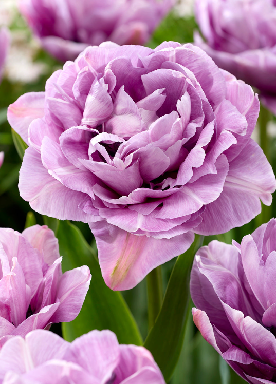 Tulip Dancing Passion Variety ( Whole tulip ) 3 bulbs