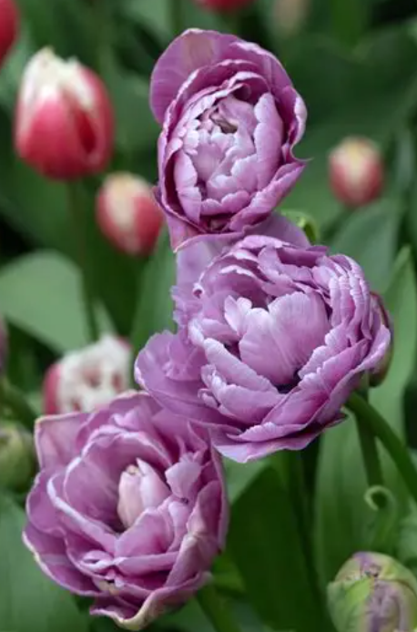 Tulip Dancing Passion Variety ( Whole tulip ) 3 bulbs