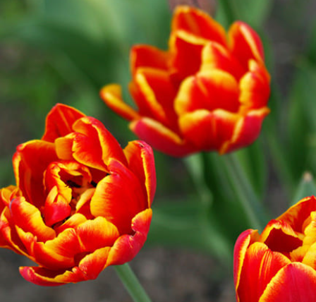 Tulip Allegretto Variety ( Whole tulip ) 3 bulbs