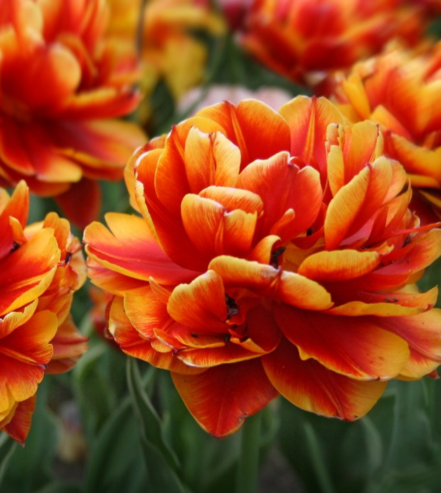 Tulip Allegretto Variety ( Whole tulip ) 3 bulbs