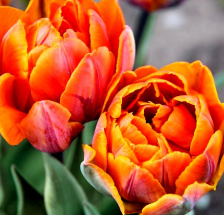 Tulip Monte Orange Variety ( Whole tulip ) 3 bulbs