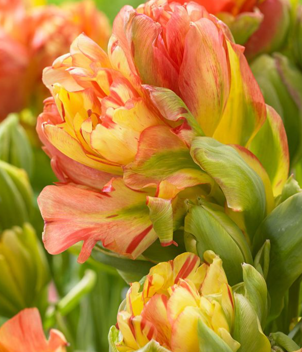Tulip Fruit Cocktail Variety ( Whole tulip ) 3 bulbs
