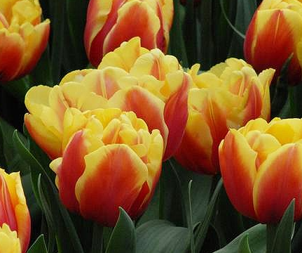 Tulip Double Focus Variety ( Whole tulip ) 3 bulbs