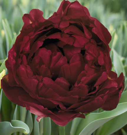 Tulip Antraciet Variety ( Whole tulip ) 3 bulbs