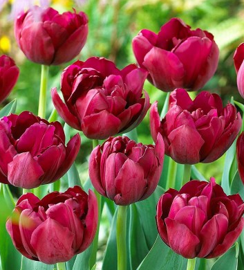 Tulip Antraciet Variety ( Whole tulip ) 3 bulbs