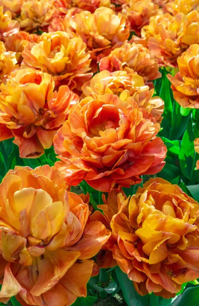 Tulip Valdivia Variety ( Whole tulip ) 3 bulbs