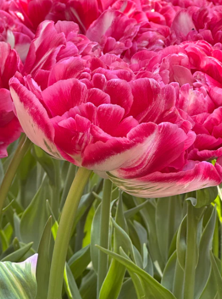 Tulip Marshmallow Variety ( Whole tulip ) 3 bulbs