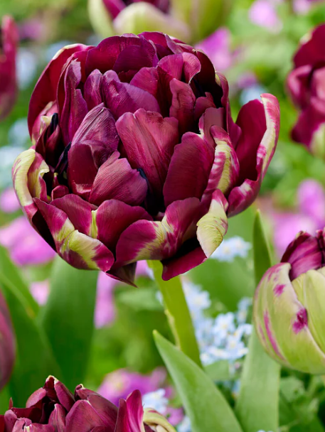 Tulip Mystery Dream Variety ( Whole tulip ) 3 bulbs