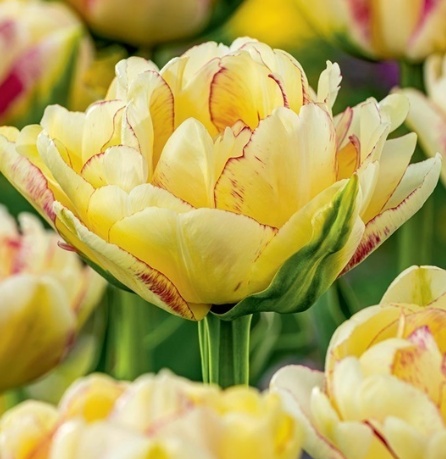 Tulip Double Shake Variety ( Whole tulip ) 3 bulbs