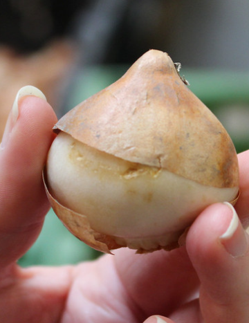 Tulip Valery Gergiev Variety ( shredded tulip ) 3 bulbs