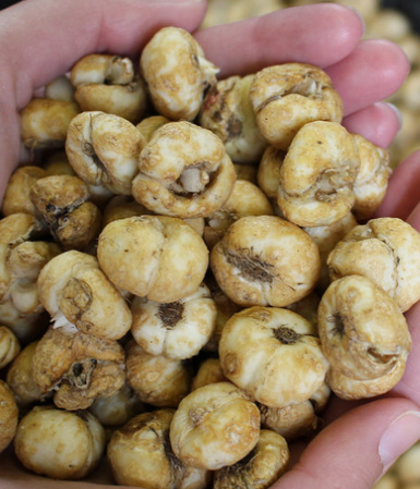 Fritillaria pyrenaica 5 Bulbs