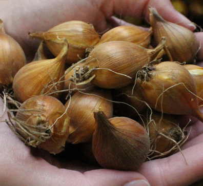Dutch Iris Golden Harvest ( Iris Hollandia ) 5 Bulbs
