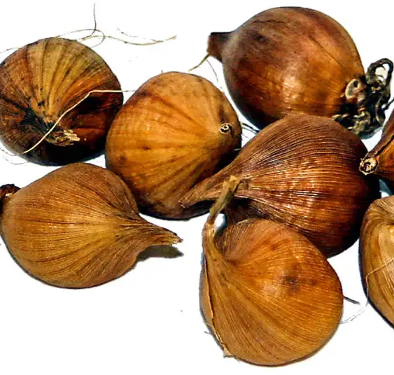 Iris reticulata 'Scent Sational' ( Iris Hollandia ) 5 Bulbs