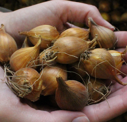 Iris tuberosa (Hermodactylus) ( Iris Hollandia ) 5 Bulbs