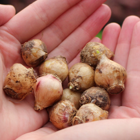 Scilla Litardierei 5 Bulbs