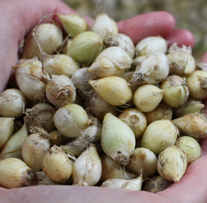 Allium 'Hair' 5 Bulbs