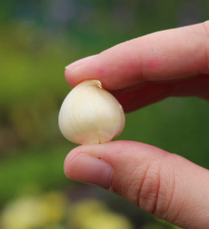 Allium caesium "Light-blue garlic" 5 Bulbs
