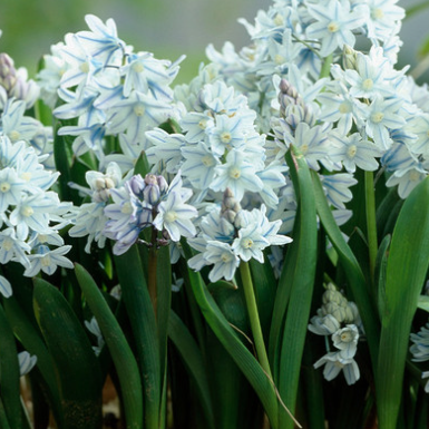 Puschkinia Libanotica 8 Bulbs