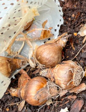 Leucojum Aestivum 3 Bulbs