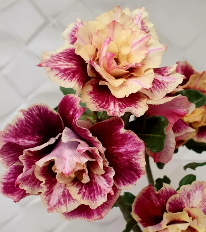Adenium Golden Faith 6 Seeds
