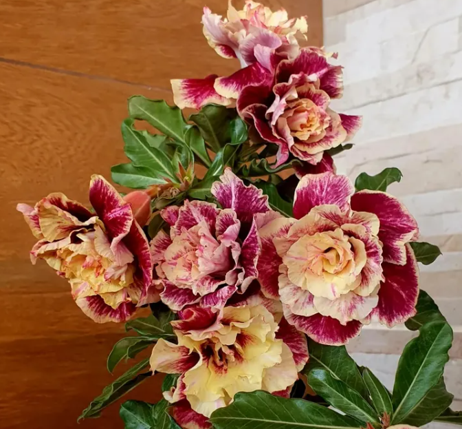 Adenium Golden Faith 6 Seeds
