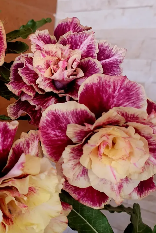 Adenium Golden Faith 6 Seeds