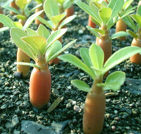 Adenium Angelina 6 Seeds