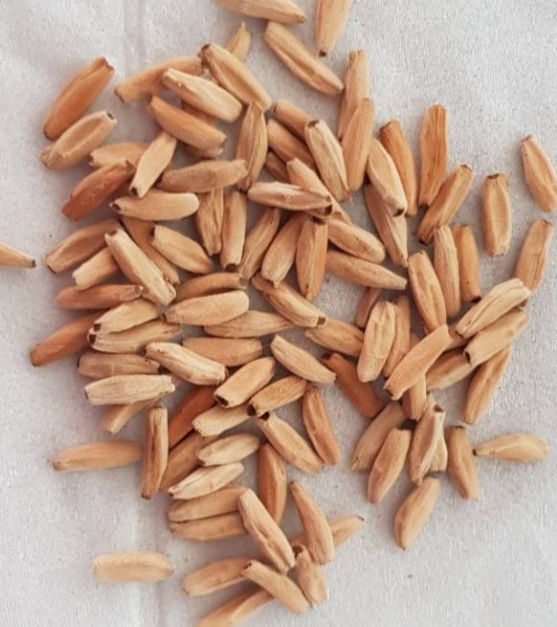 Adenium Benito 6 Seeds