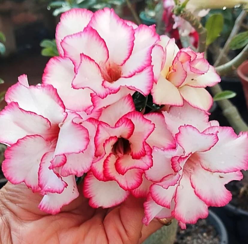 Adenium Francesha 6 Seeds