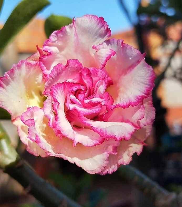 Adenium Carnation 6 Seeds