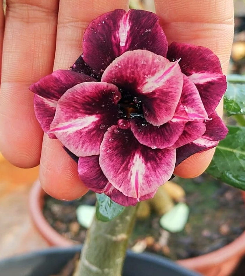 Adenium Vampire 6 Seeds