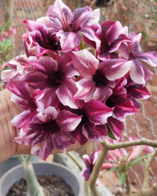 Adenium Barbie Girl 6 Seeds