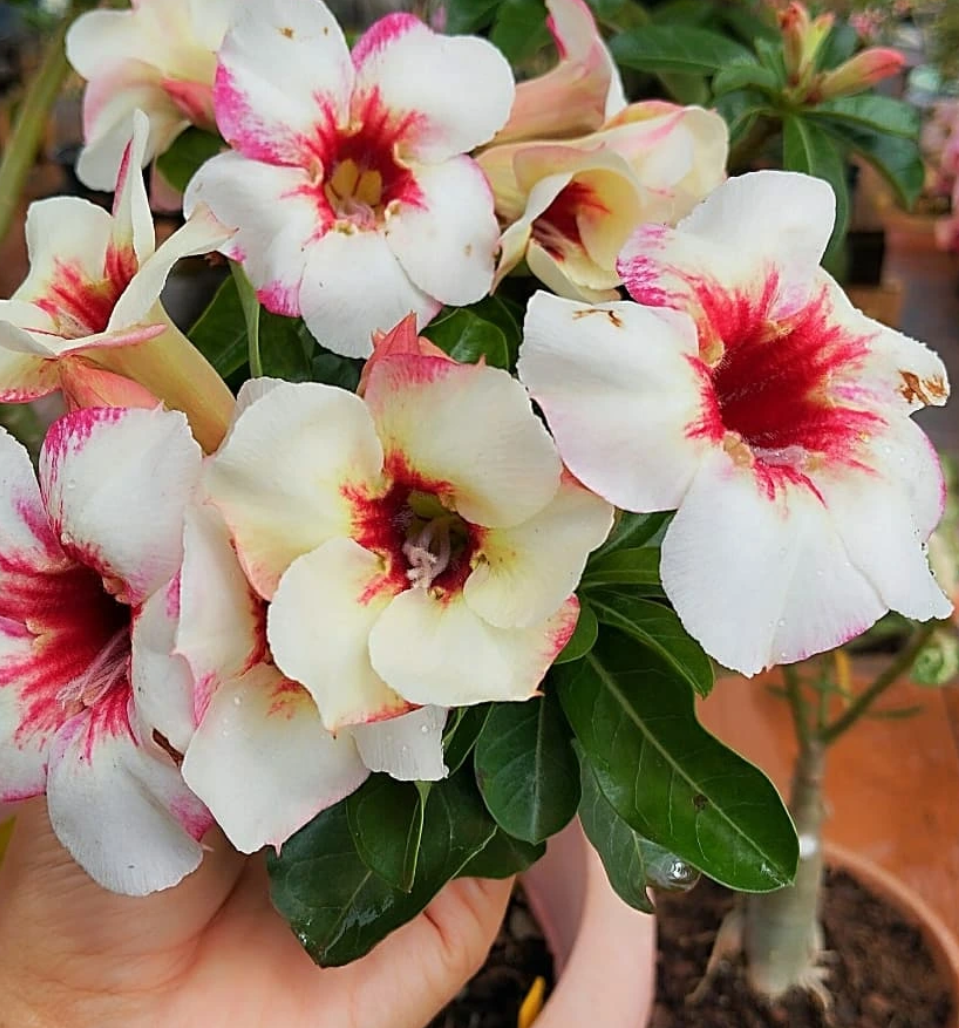 Adenium NR-12 6 Seeds