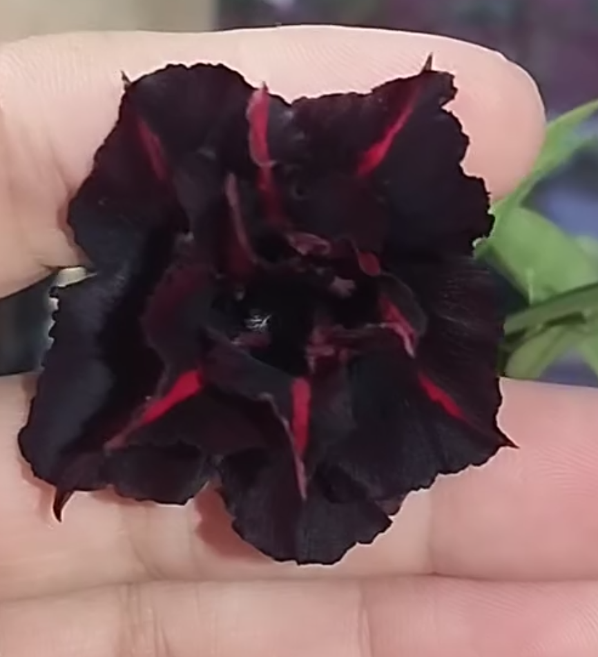 Adenium Negra 6 Seeds