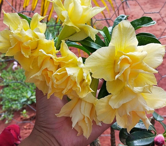 Adenium Arya 6 Seeds