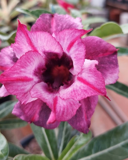 Adenium Agnus Dai 6 Seeds