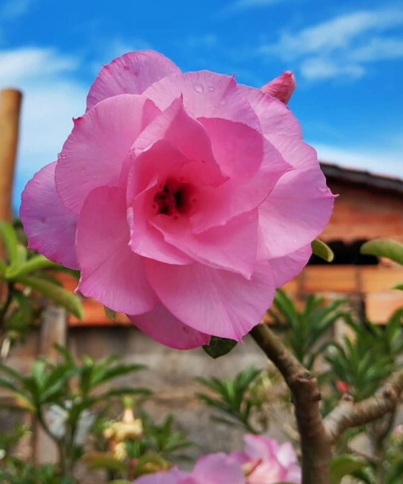 Adenium Pathumma 6 Seeds