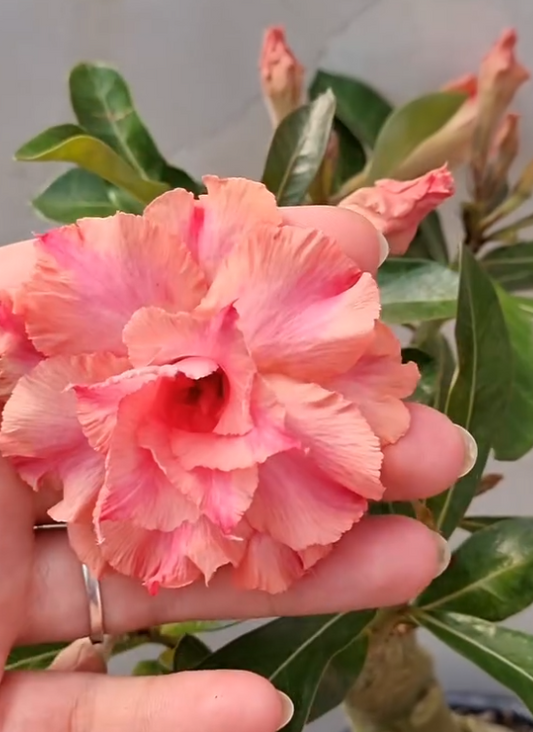 Adenium Arizona 6 Seeds