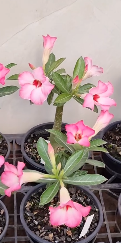 Adenium MR-66 6 Seeds
