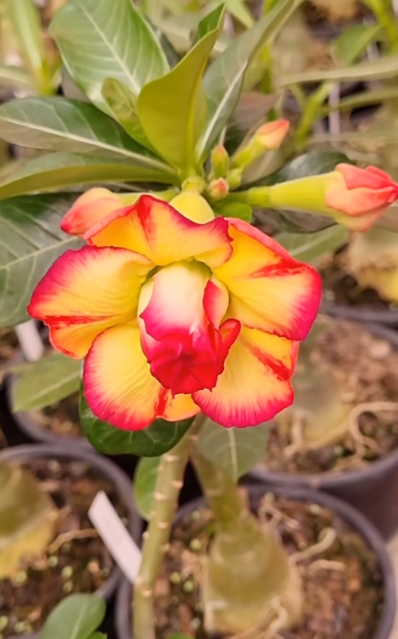 Adenium Perfect lady 6 Seeds